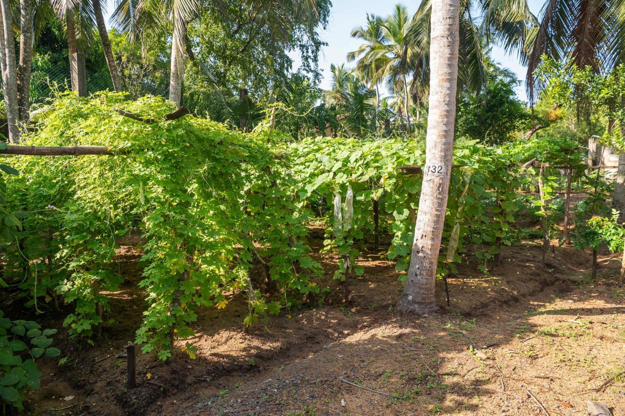 Siddhalepa Ayurveda Resort - All Meals, Ayurveda Treatment And Yoga Wadduwa Exteriör bild